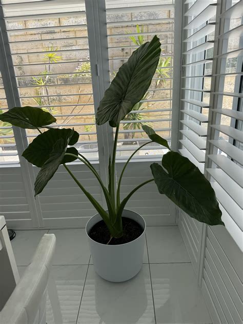Pool Owners Australia. | Does anyone have these plants by the pool