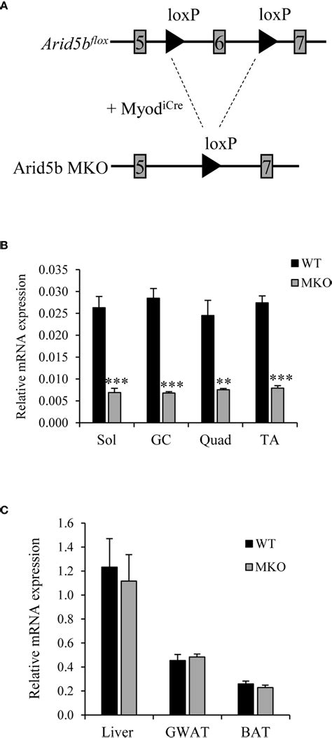 Arid5b Is Deleted Specifically In Skeletal Muscles A Diagram Of The