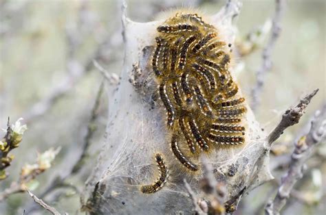 Nine Tussock Moth Caterpillars to Watch Out For