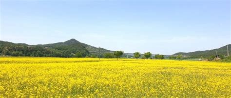 의성 낙동강 수변공원에 노란 유채꽃의 유혹 네이트 뉴스