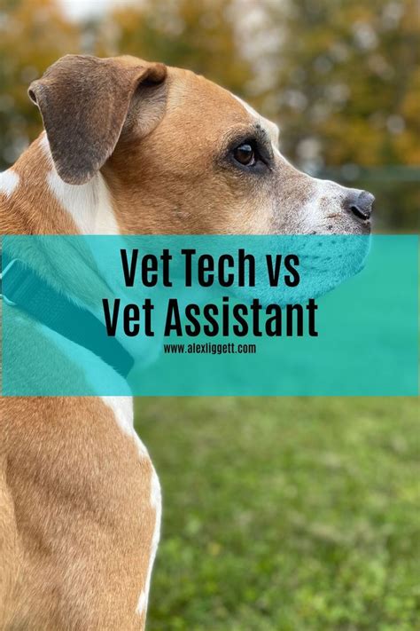 Vet Tech Vs Vet Assistant Artofit