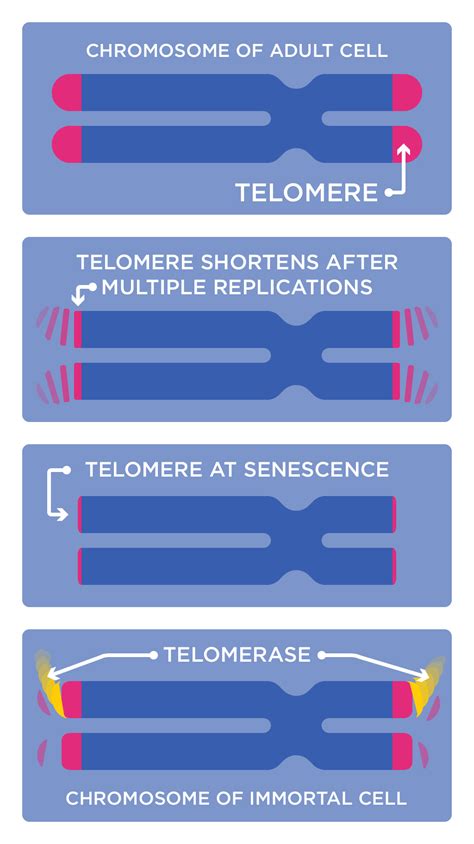 What are telomeres? - Curious 