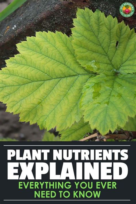 Plant Nutrients Explained Everything You Ever Need To Know Plant