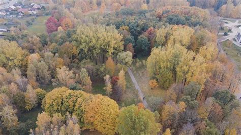 Aerial Drone View of Forest Trees Free Stock Video Footage, Royalty ...