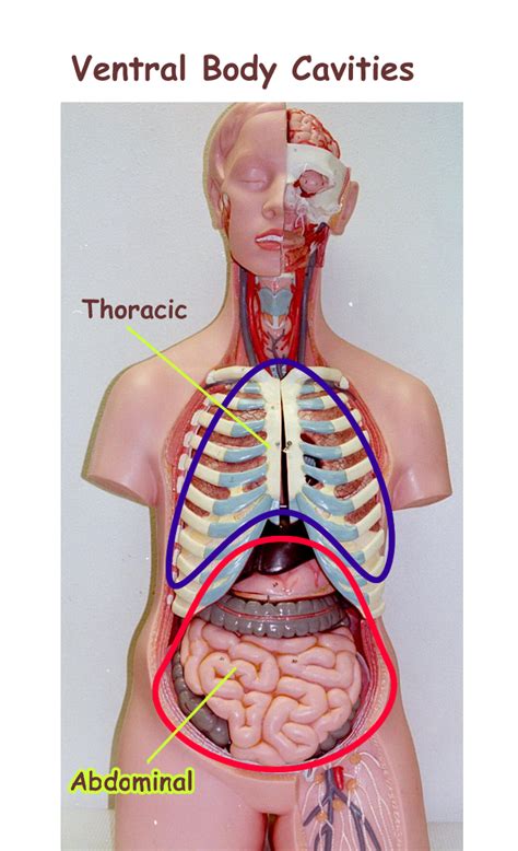 Human Anatomy Labeling Body Cavities Human Anatomy