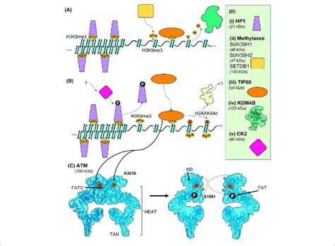 Early Chromatin Events Leading To The Activation Of Atm A The