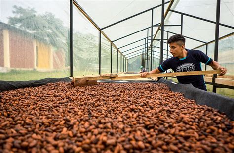 El Blockchain Transforma La Vida De Los Productores De Cacao Ecuatorianos