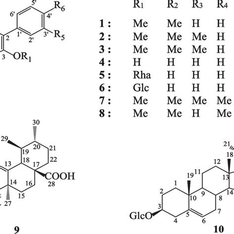 Effects Of The Crude Extract BTL And Compound 8 From The Leaves Of