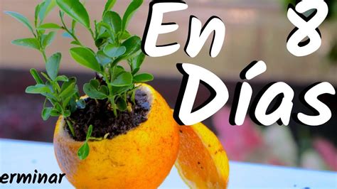 Cuánto tiempo necesita un árbol de mandarina para crecer y dar frutos