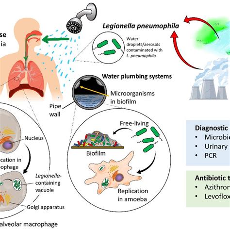 The Transmission Sources Life Cycle Within Water Systems And Human