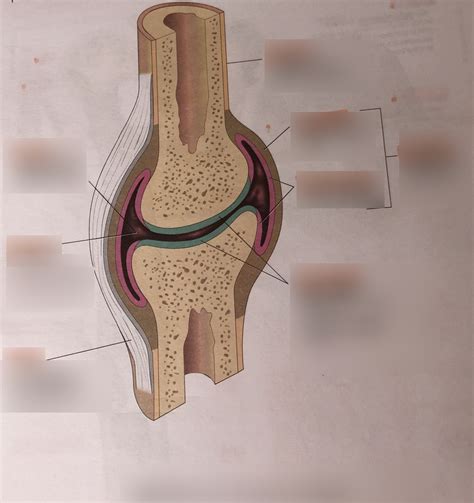 Structure Of A Typical Synovial Joint Diagram Quizlet