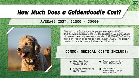 Goldendoodle Prices in 2024: Purchase Cost, Vet Bills, and More! - A-Z ...