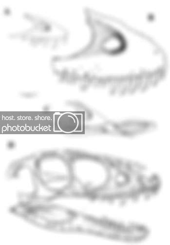 File:5 year Tarbosaurus & IVPPV4878 (shanshanosaurus) size comparison.jpg - Wikimedia Commons