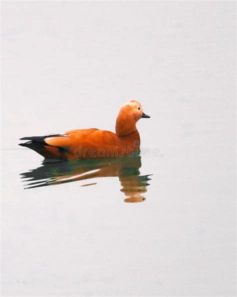 European Duck. Close Up. Paris - France Stock Image - Image of ...