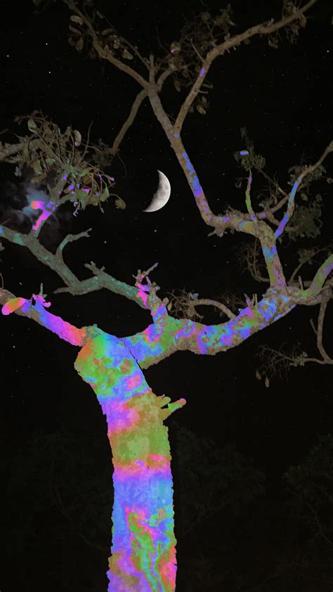 Cerrado Vibes Cajuca Tree Arvore Color Colors Cores Lua Moon