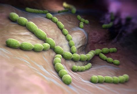 Aerobic Vs. Anaerobic Bacteria - Biology Wise