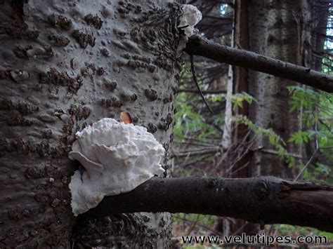 Postia Floriformis Lapak P Natural Fungi In Finland