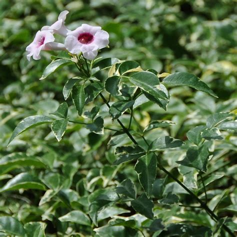 Pandorea Jasminoides Variegata Variegated Bower Vine Siteone