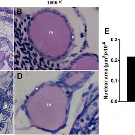 Representative Micro Photographs From Tem Of Thyroid Follicle Cells Of