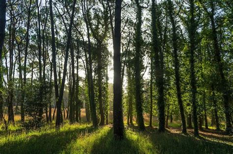 Premium Photo Rays Of Sunlight Passing Through The Trees Of A Forest