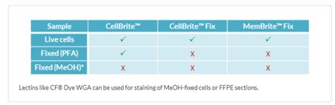 Tech Tip Five Steps To Successful Cell Membrane Staining And Imaging