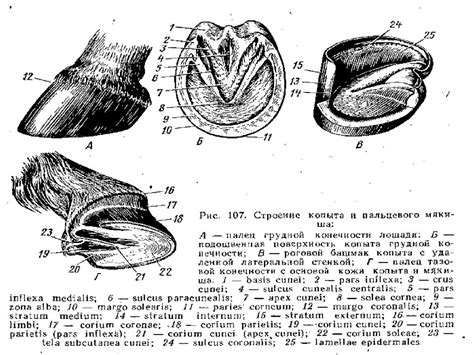 Волосы, когти, ногти, копыта, копытца, рога - презентация онлайн