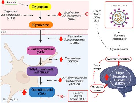 COVID 19 And Glial Activation By The Kynurenine Pathway MDD Route