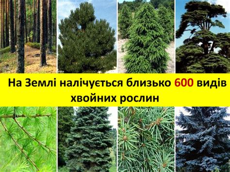 Хвойні рослини. Значення хвойних рослин для природи.