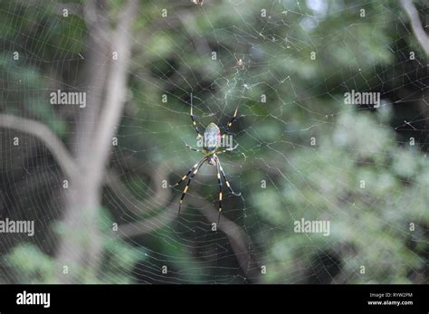 Japanese Joro Spider on Web Stock Photo - Alamy