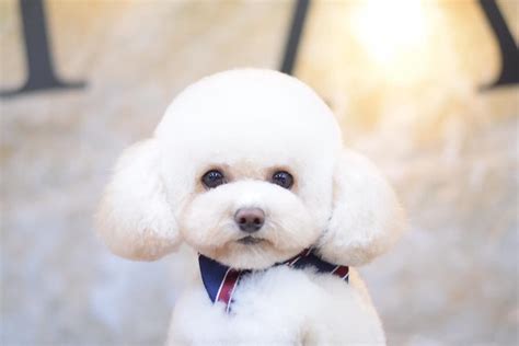 Bichon Teddy Bear Cut Verified Quality | contratacion.fundovidaips.com