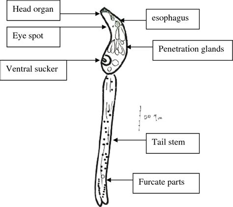 Figure From Morphological Specifications Of The Bird Schistosome