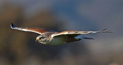 P Wings Bird Predator Ferruginous Hawk Royal Buzzard Flight