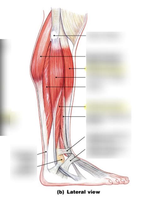 lateral view leg muscles lab 6 Diagram | Quizlet