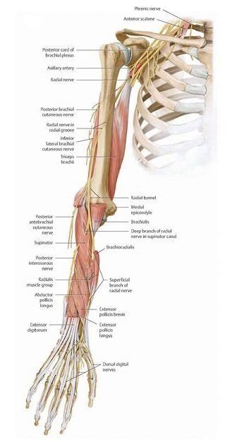 Radial Nerve Entrapment —Physical TheraPT | Comprehensive Athletic Recovery