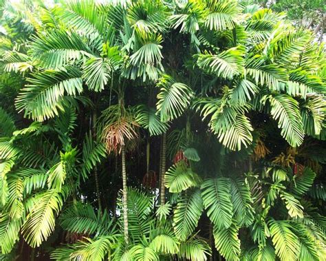 macarthur palm ptychosperma macarthurii tropical garden design