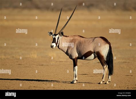 Gemsbok Antelope Oryx Gazella Kalahari Desert South Africa Stock