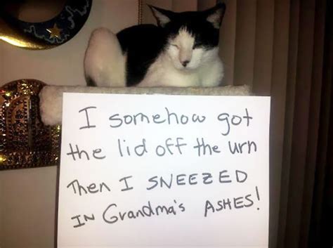 20 Cats Who Got Called The Fuck Out