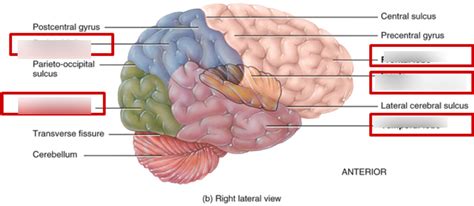 Lobes Of Cerebrum Diagram Quizlet