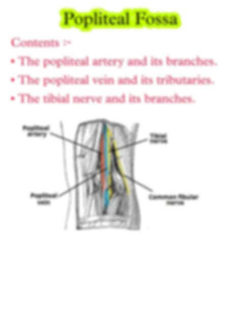 Solution Popliteal Fossa Anatomy Studypool