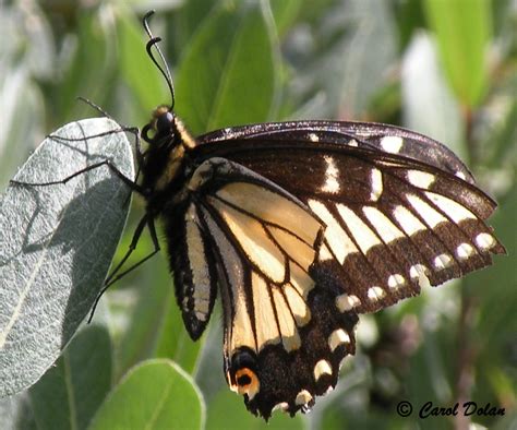 Anise Swallowtail Papilio zelicaon Lucas, 1852 | Butterflies and Moths ...