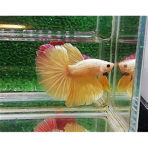 21ksm454 Gold Dragon Halfmoon Erkek Betta