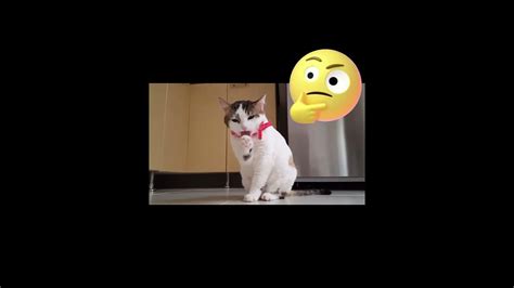 Funny Cat Shorts Short 🔥 Shorts Cat Funny Shorts 🤣🔥🤣🔥 Youtube