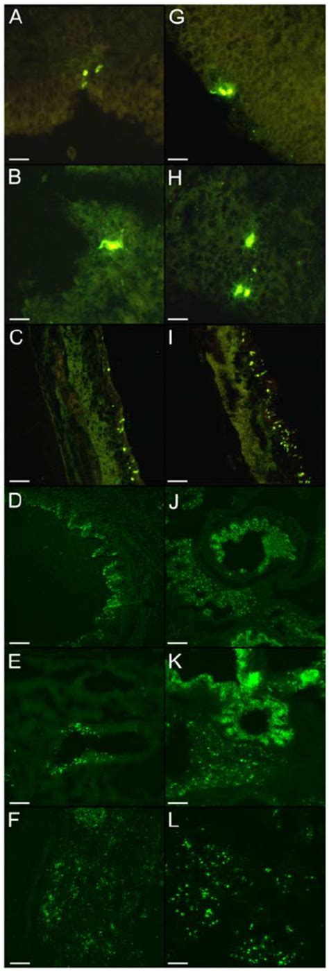 Viral Antigen Distribution Of Ck B Left Column And Sw B Right