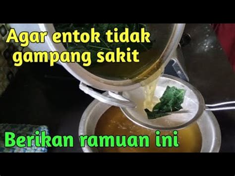 Ramuan Istimewa Agar Entok Tidak Gampang Sakit Ramuan Untuk Entok