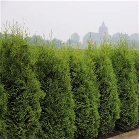 Thuja Occidentalis King Of Brabant