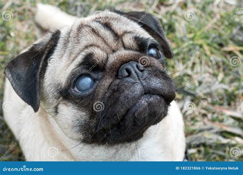 Portrait Of A Pug Dog With A Blind Eye Stock Photo Image Of Illness