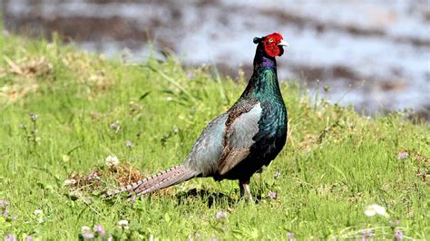 The Green Pheasant National Bird Of Japan A Z Animals