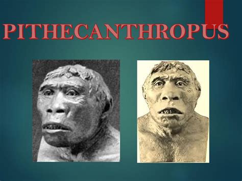 Gambar Manusia Purba Pithecanthropus Mojokertensis Denah