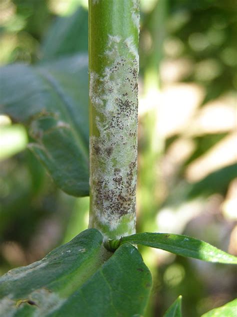 Whats Wrong With My Plant Garden University Of Minnesota Extension