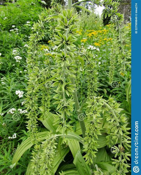 Veratrum Viride Or Indian Poke Corn Lily Plants Stock Image Image